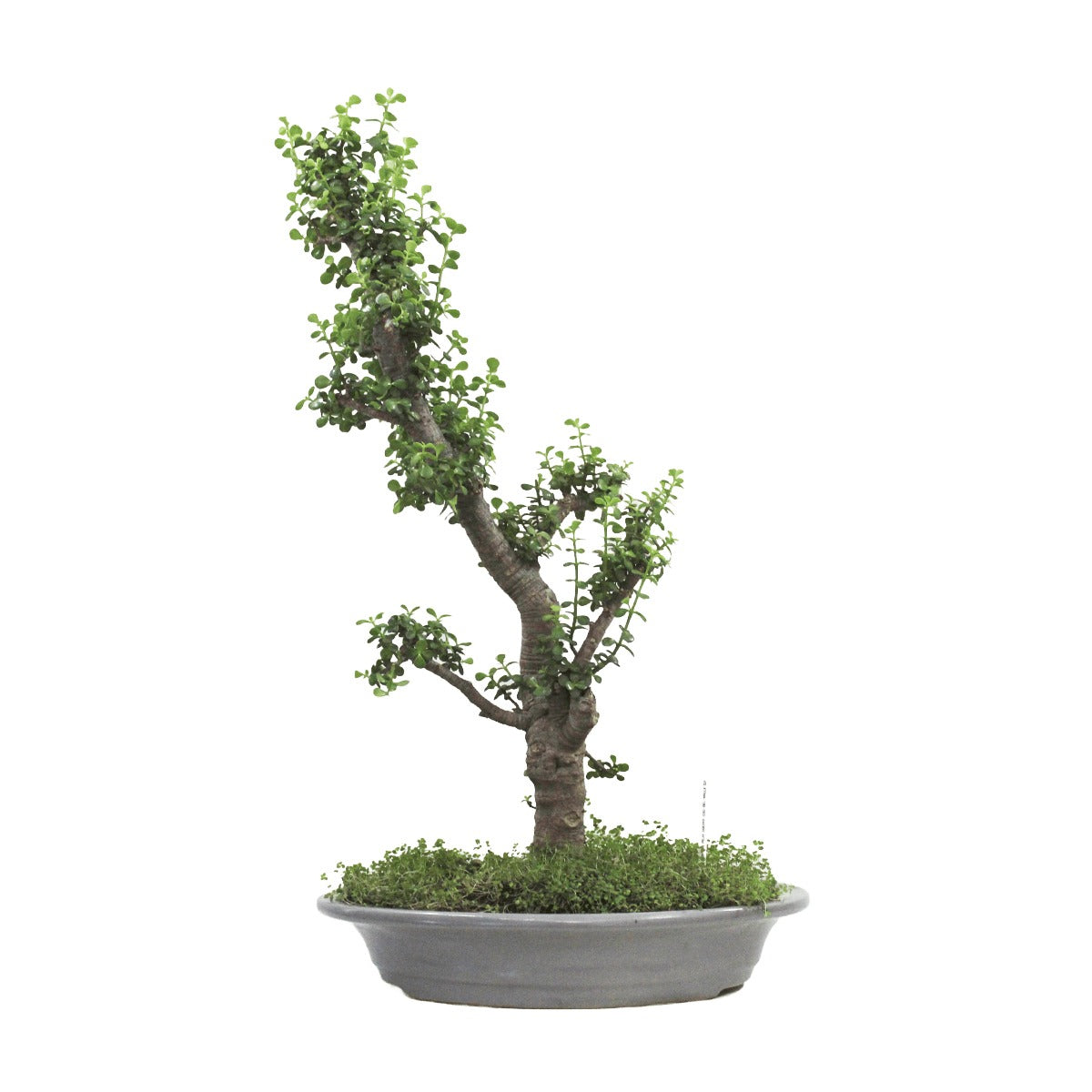 Bonsai Jade o árbol de Abundancia
