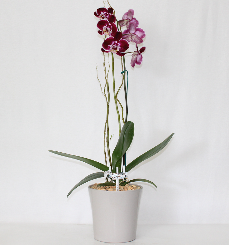 Ceramica Chica con Orquídeas Lila