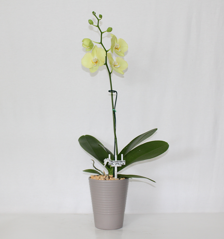 Ceramica Chica con Orquídeas