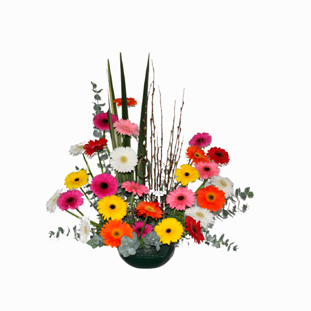 Gerberas Multicolor Mediano