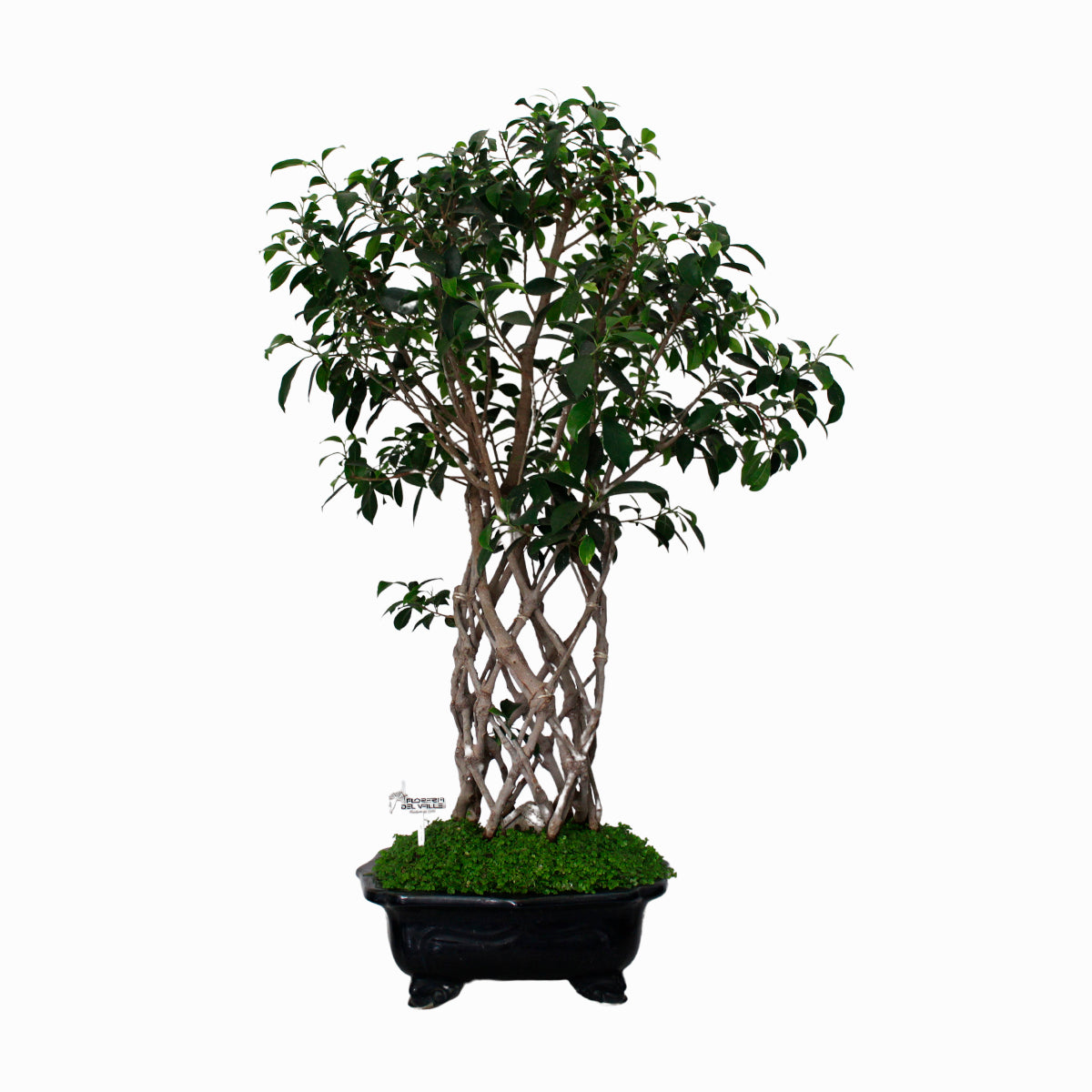 Bonsai Ficus Trenzado