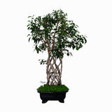 Bonsai Ficus Trenzado