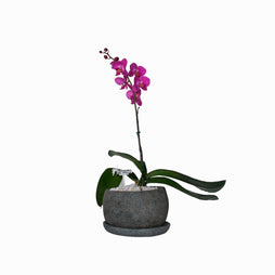 Maceta Chica con Orquídeas Lila