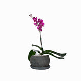 Maceta Chica con Orquídeas Lila