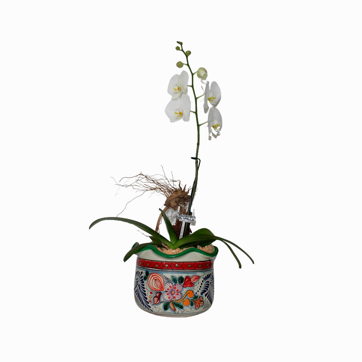Maceta Talavera CH con Orquídeas Blancas