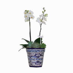 Maceta Talavera mediana con Orquídeas