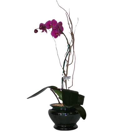 Maceta Cerámica Chica con Orquídeas Lila